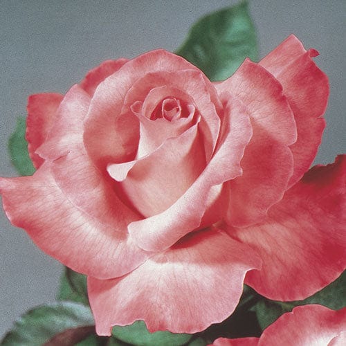 Tweak Roses Touch of Class | Hybrid Tea | Weeks Rose – Wildwood Outdoor Living