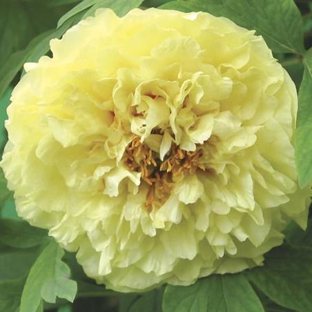 Tree Peony - Suffruticosa YELLOW