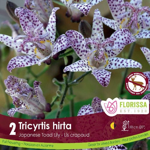 Tricyrtis Hirta, 2 Pack