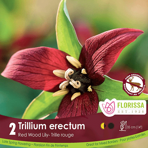 Trillium Erectum