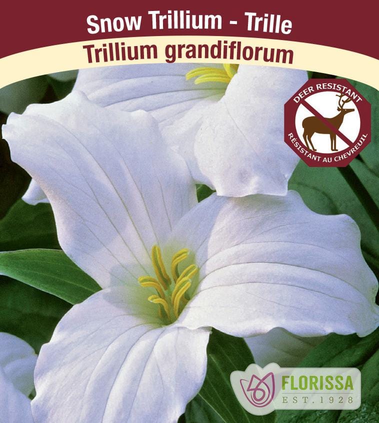 Trillium Grandiflorum, 2 Pack