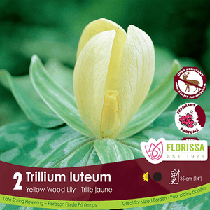 Trillium Luteum