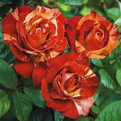 Weeks Roses | Canada-Wide Shipping | Wildwood Express – Tagged