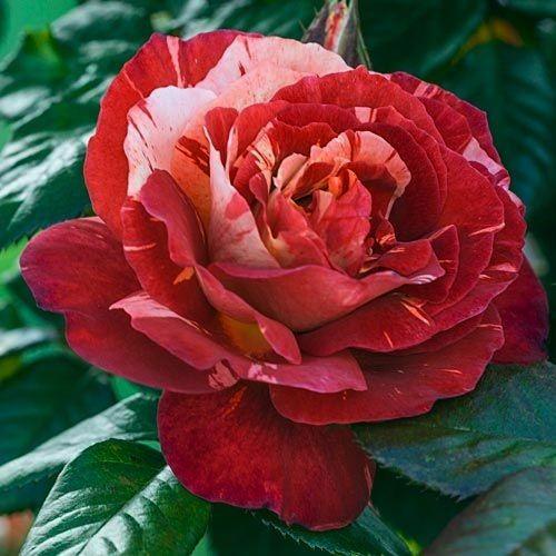 Weeks Roses | Canada-Wide Shipping | Wildwood Express – Tagged