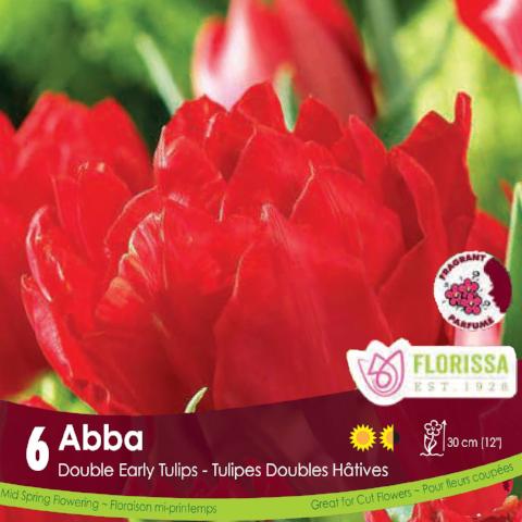 Red Double Early Tulip Abba 