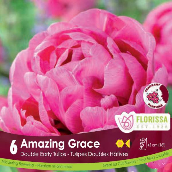 Pink Double Early Tulip Amazing Grace 