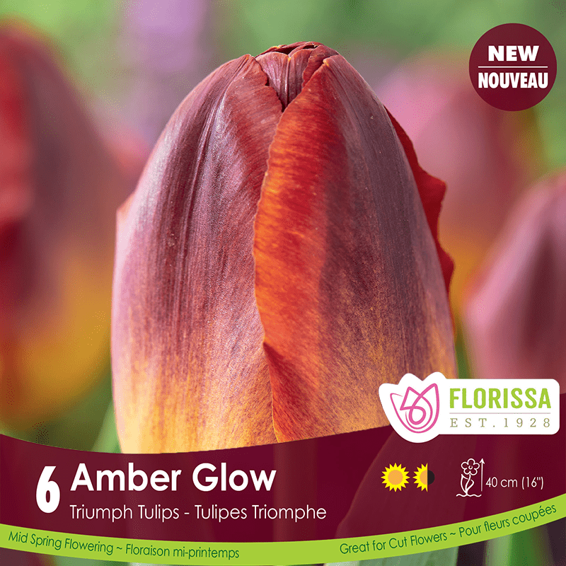 Tulip Amber Glow