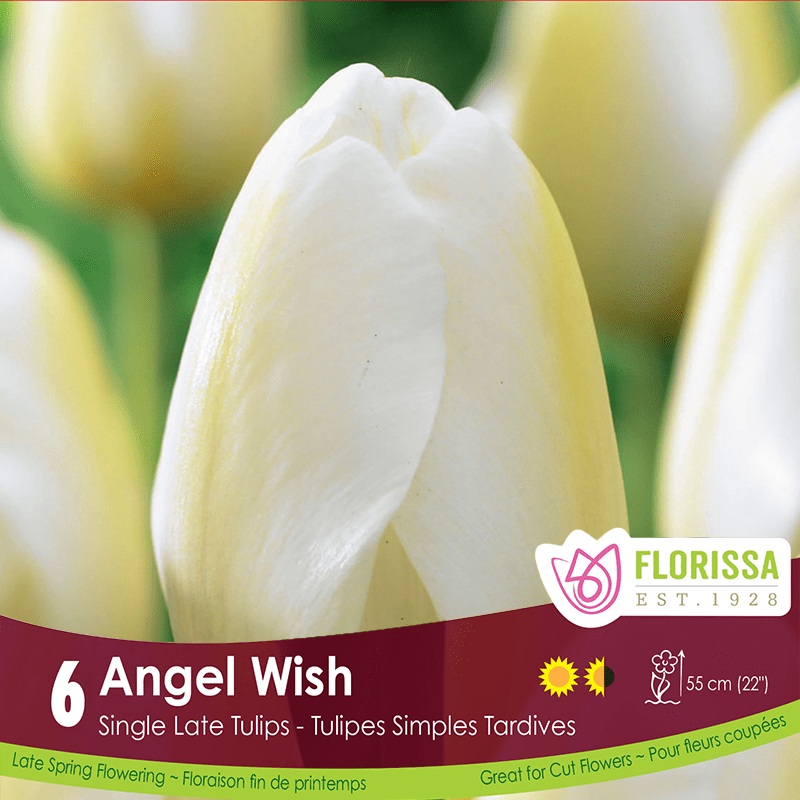 Tulip Angel Wish