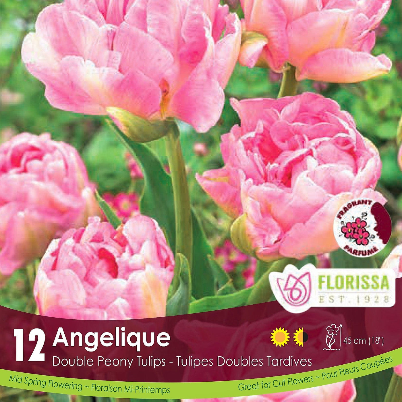 Tulip - Angelique, BONUS 12 Pack