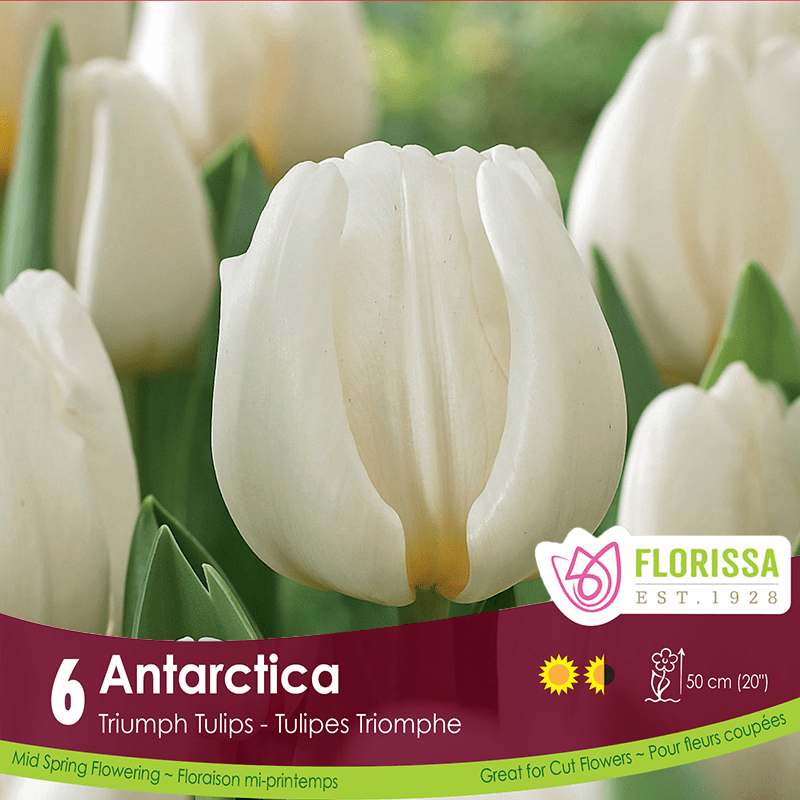 Tulip Antarctica