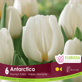 Tulip - Antarctica, 6 Pack