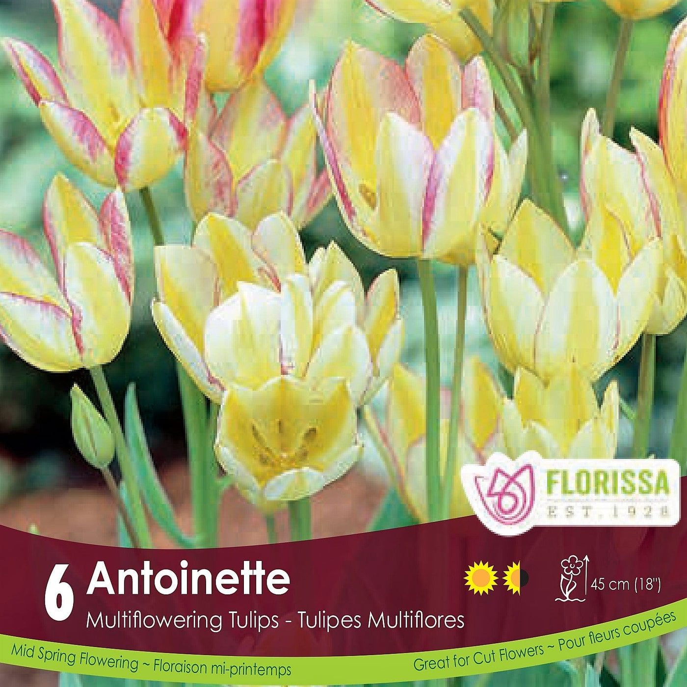 Yellow and Pink Multi flowering Tulip Antoinette 
