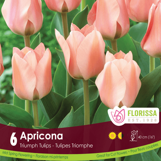 Tulip Apricona