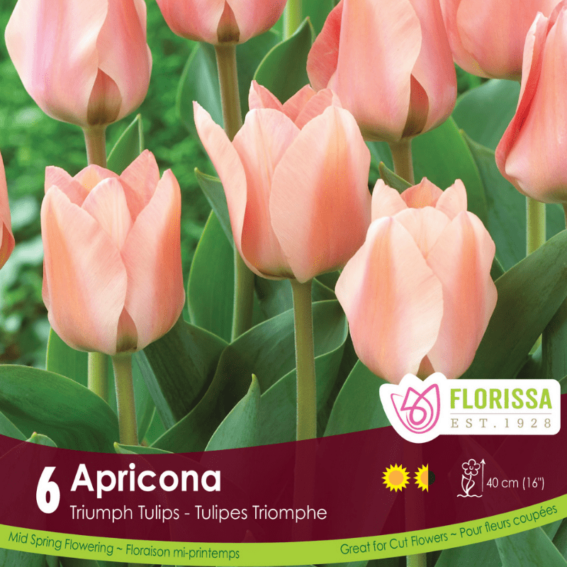 Tulip Apricona