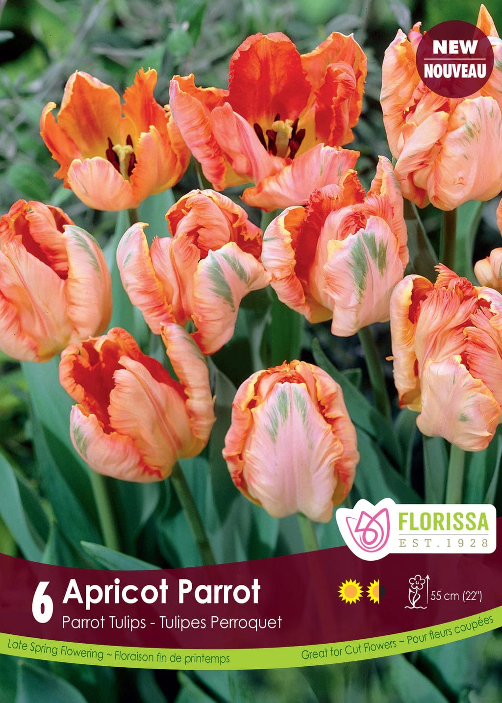 Tulip - Apricot Parrot, 6 Pack