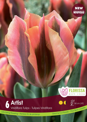 Tulip - Artist, 6 pack