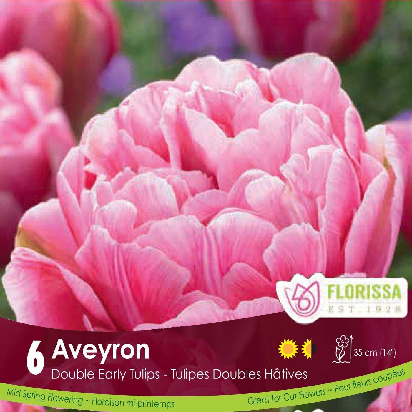 Pink Double Early Tulip Aveyron 