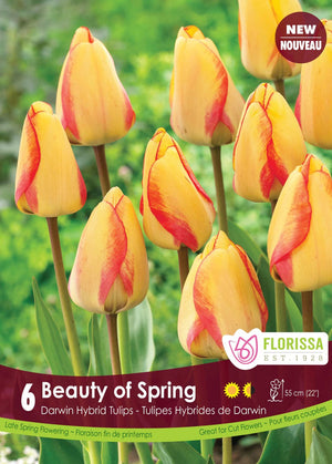 Tulip - Beauty of Spring, 6 Pack