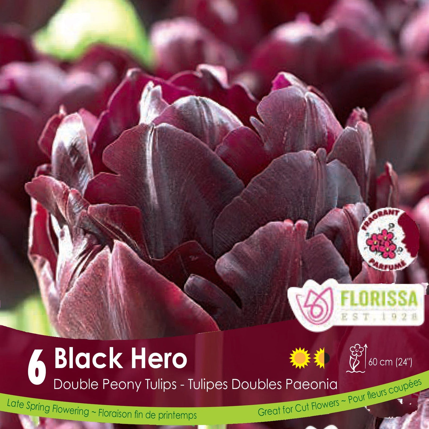 Burgundy Double Peony Tulip Black Hero 