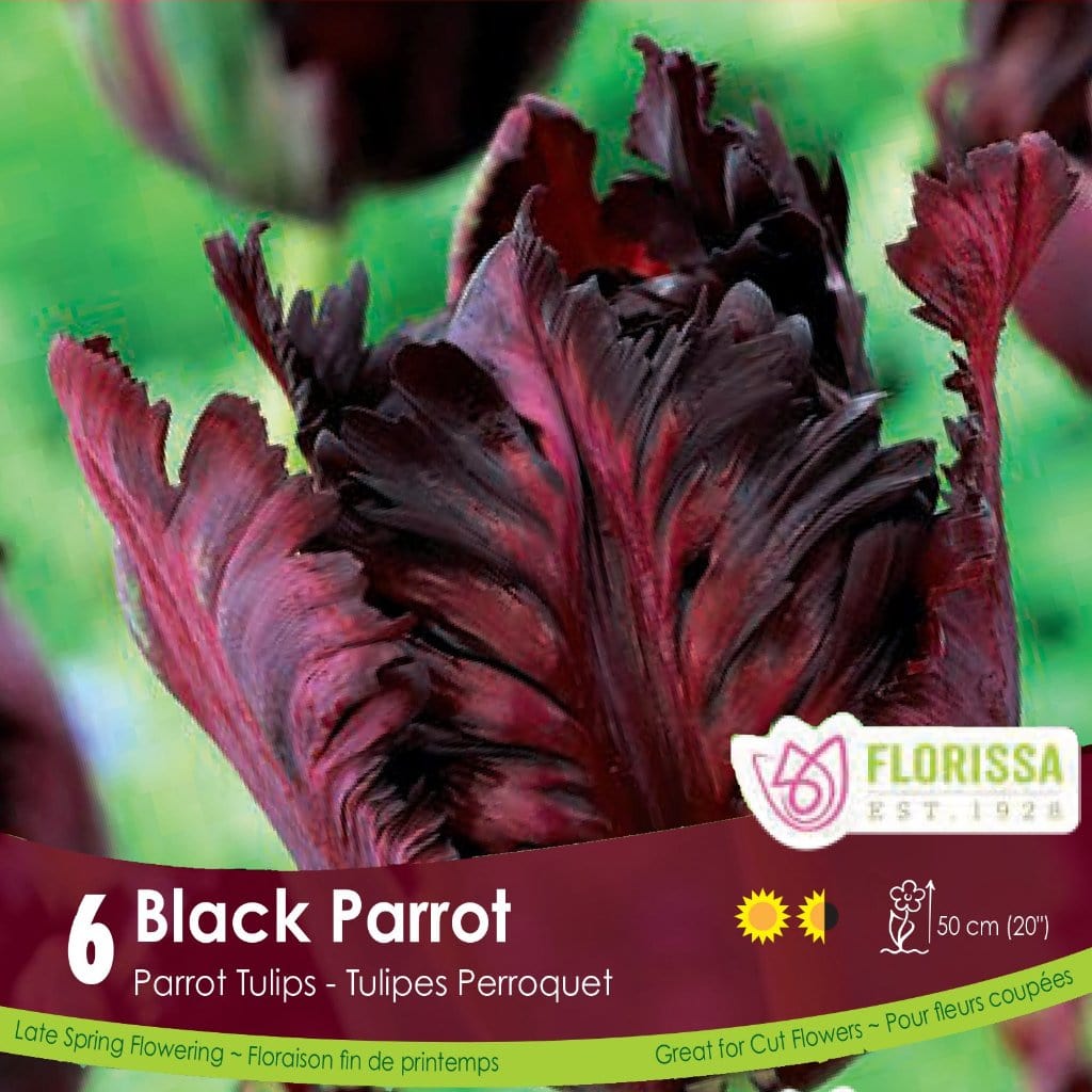 Burgundy Tulip Black Parrot 
