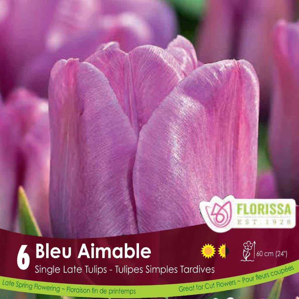 Purple Single Late Tulip Bleu Aimable 