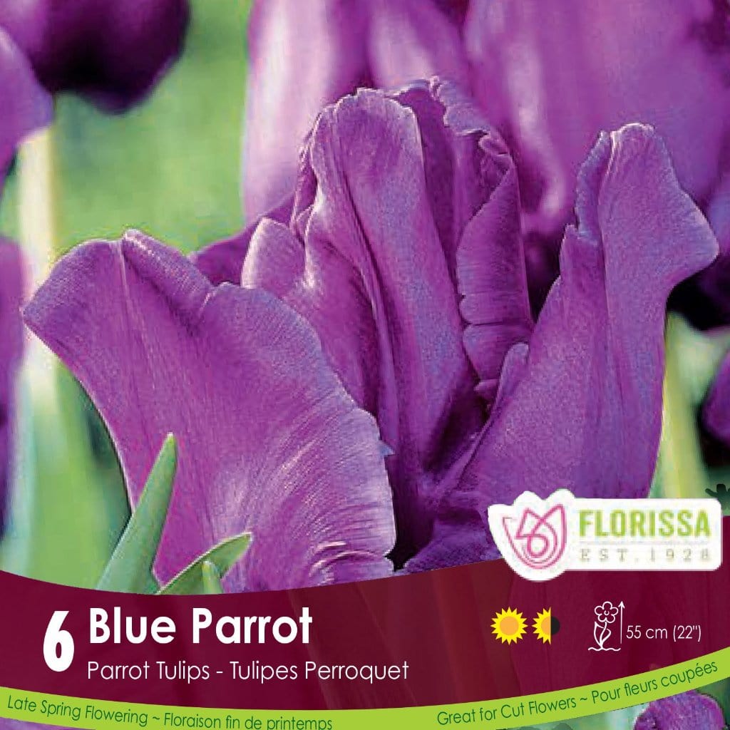 Purple Tulip Blue Parrot 