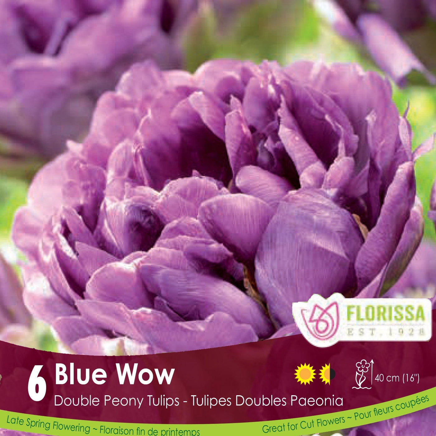 Purple Double Peony Tulip Blue Wow 