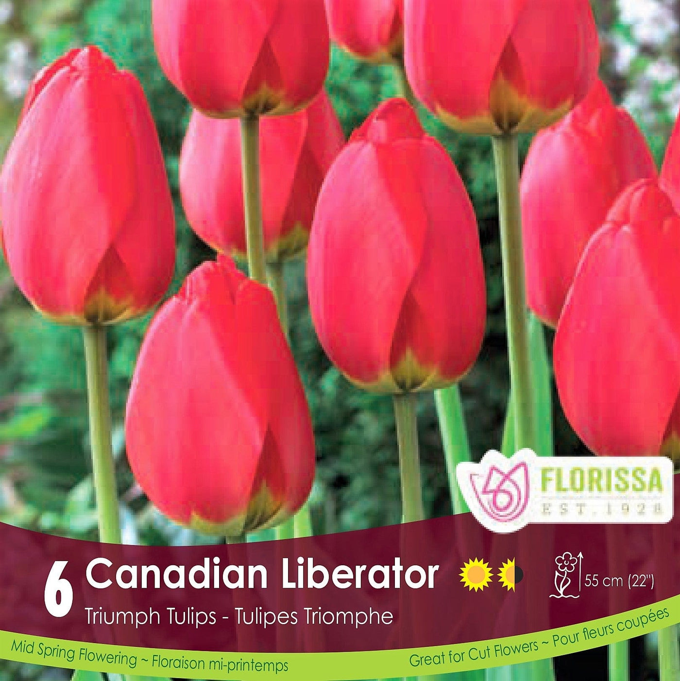 Red Triumph Tulip Canadian Liberator