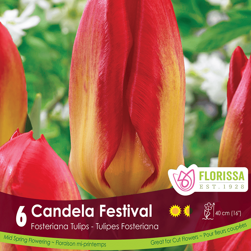 Tulip Candela Festival