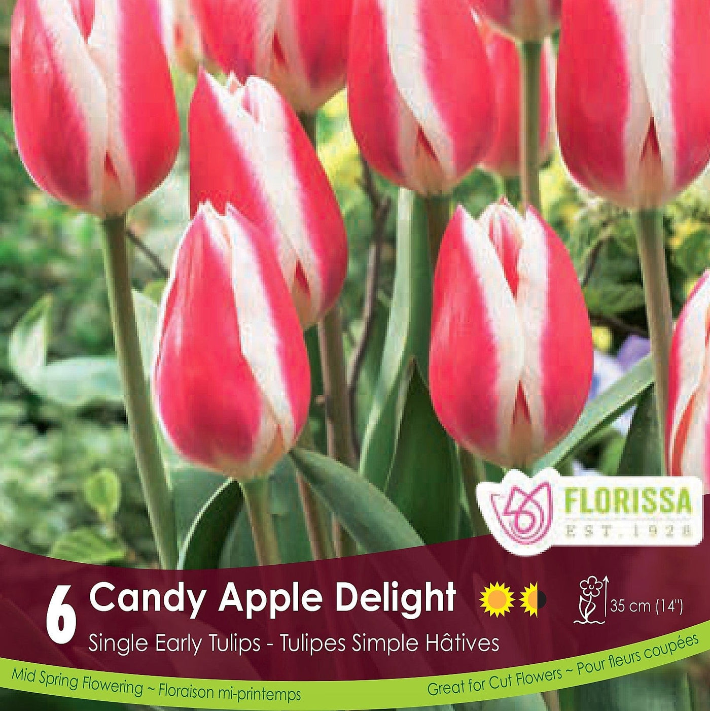 Pink Single Early Tulip Candy Apple Delight 