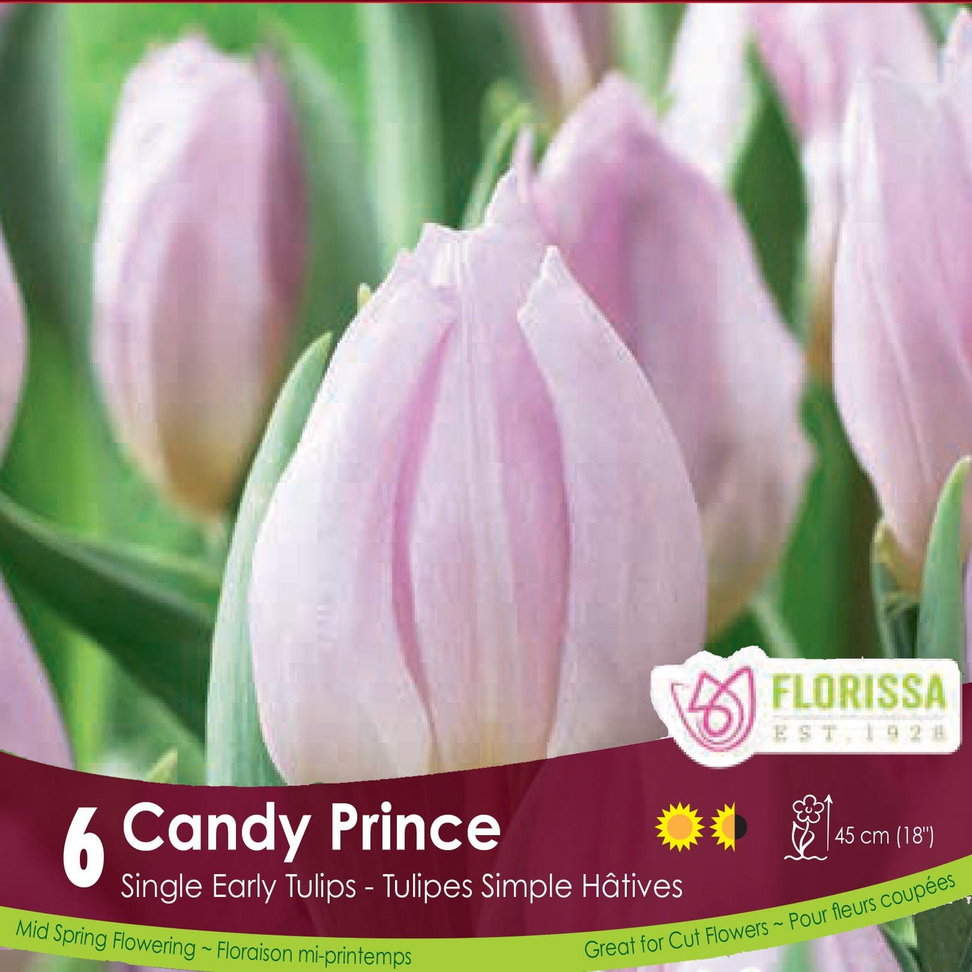 Single Early Tulip Candy Prince Light Pink 