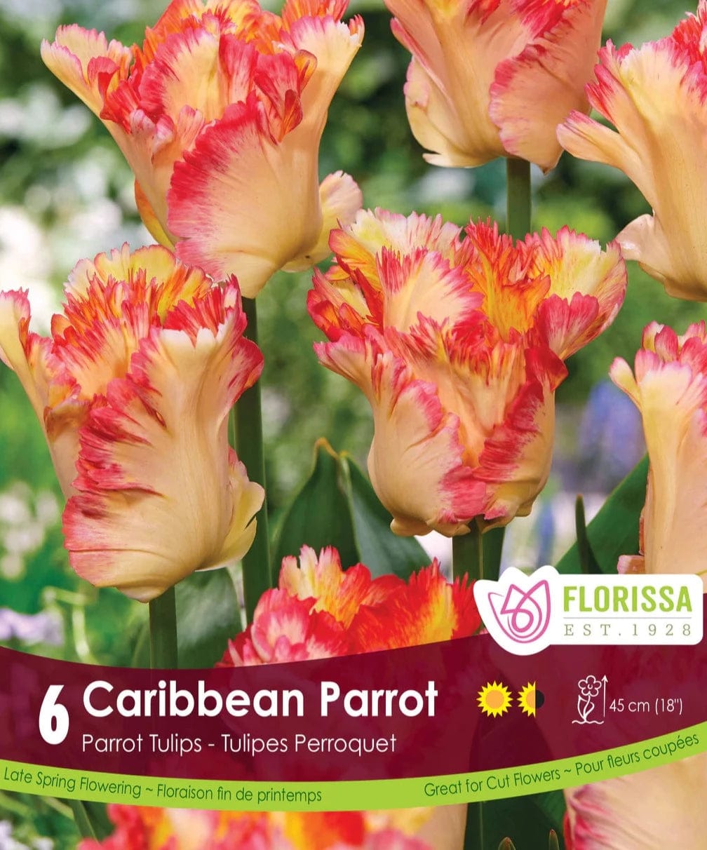 Tulip - Caribbean Parrot, 6 Pack