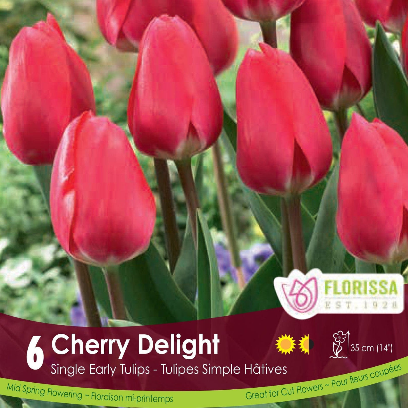 Red Single Early Tulip Cherry Delight 
