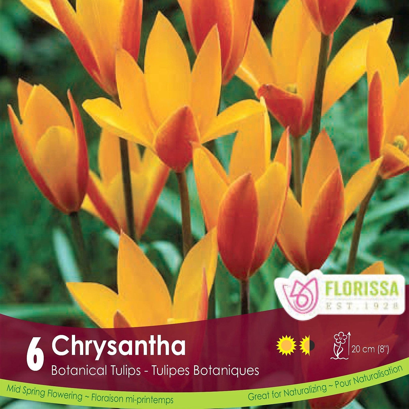 Chrysantha yellow and orange botanical tulip