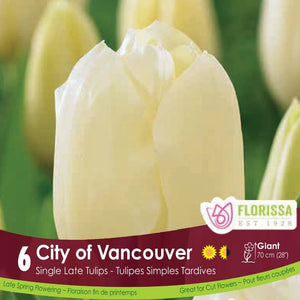 Cream Single Late Tulip City of Vancouver 