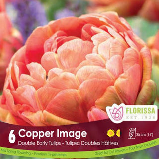 Tulip - Copper Image, 6 Pack