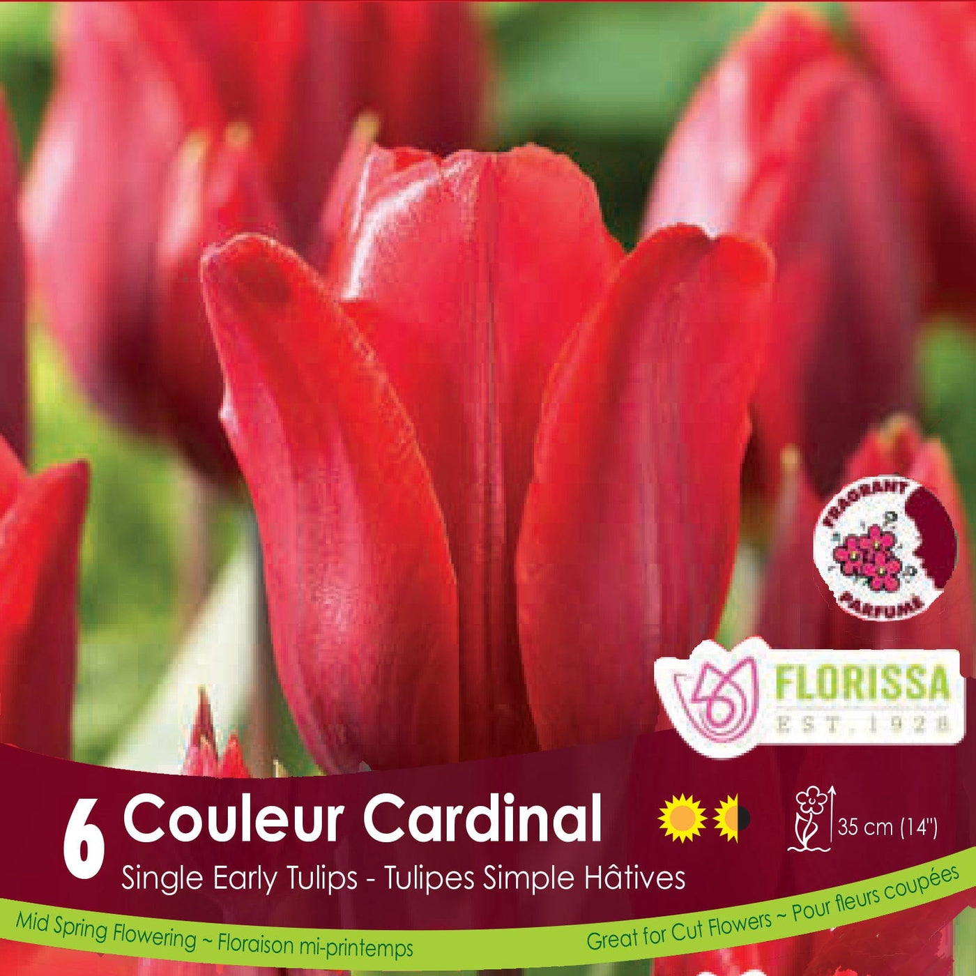 Single Early Red Tulip Couleur Cardinal 