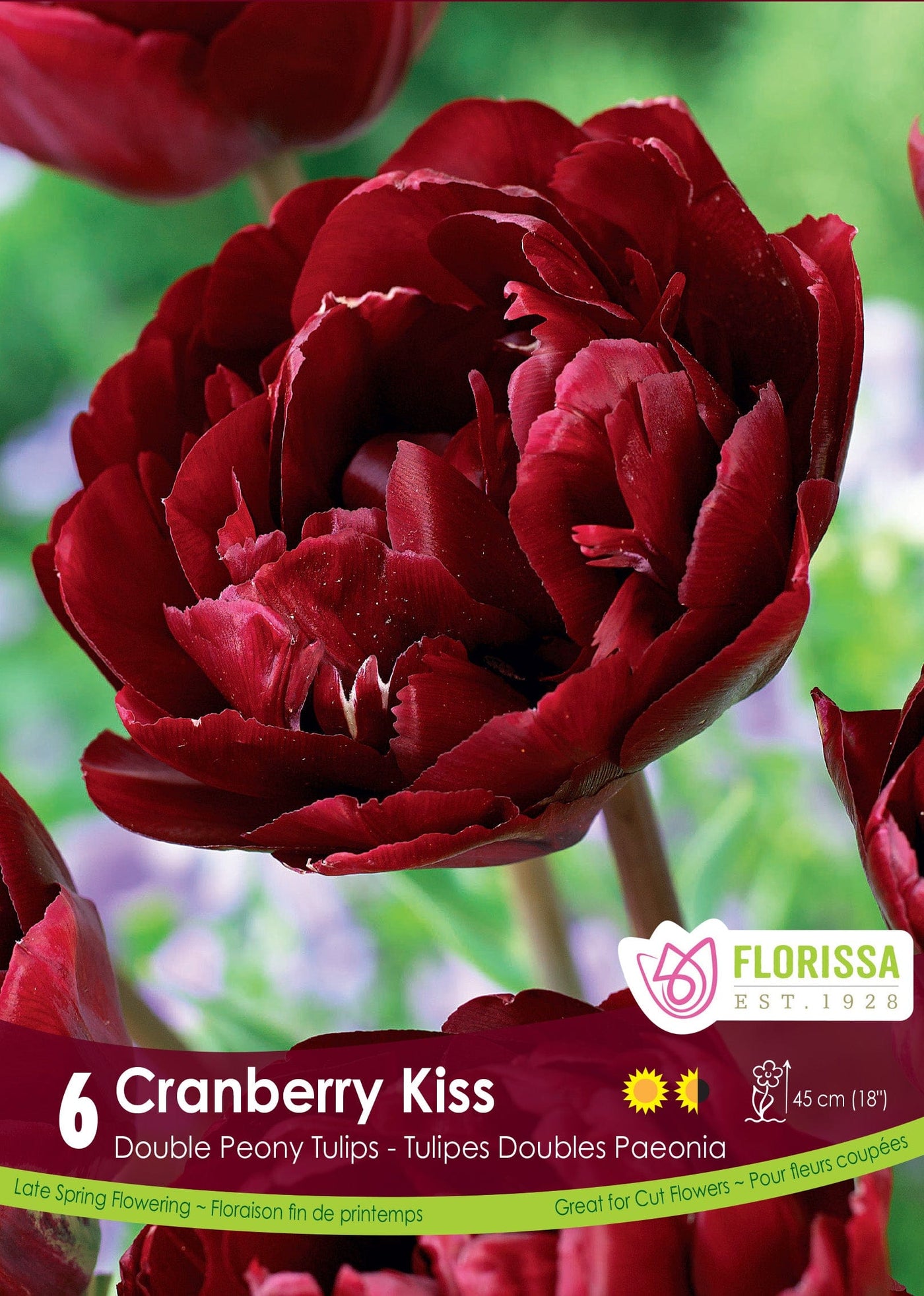 Tulip - Cranberry Kiss, 6 Pack