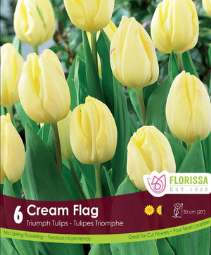 Tulip - Cream Flag, 6 Pack