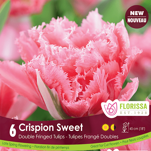 Tulip Double Fringed Crispion Sweet