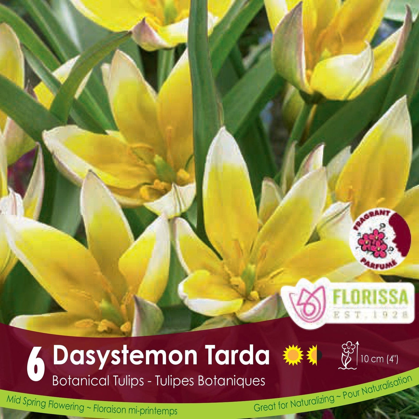 Dasystemon Tarda white and yellow botanical tulip