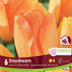 Orange Darwin Hybrid Tulip Daydream 