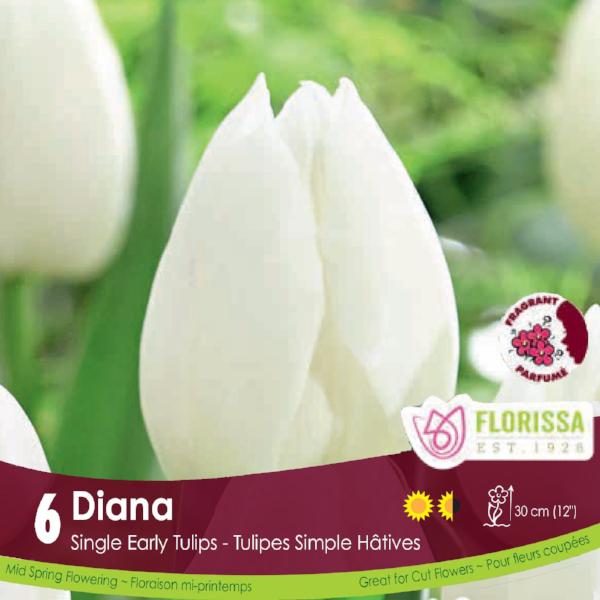 White Single Early Tulip Diana 