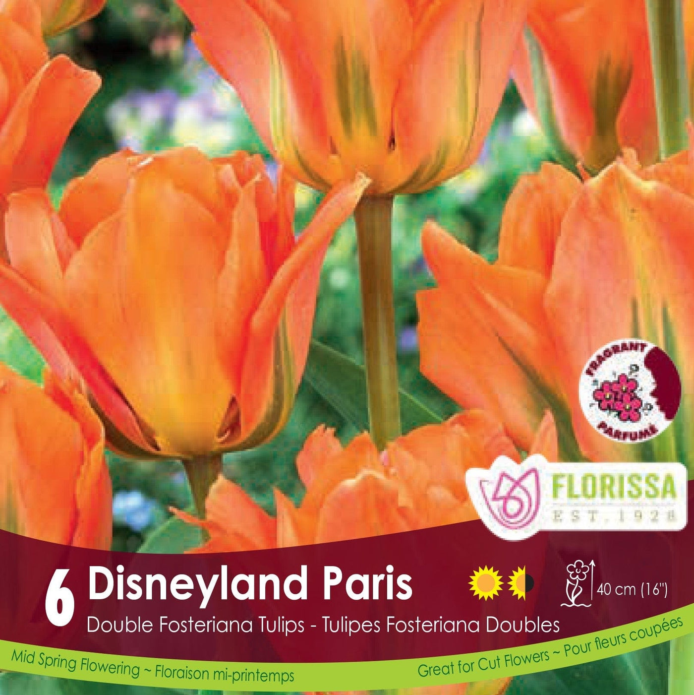 Tulip - Disneyland Paris, 6 Pack