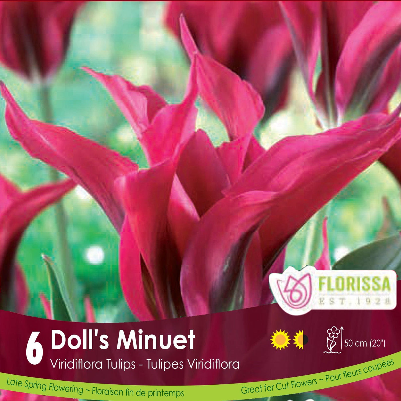 Pink Viridiflora Tulip Doll's Minuet