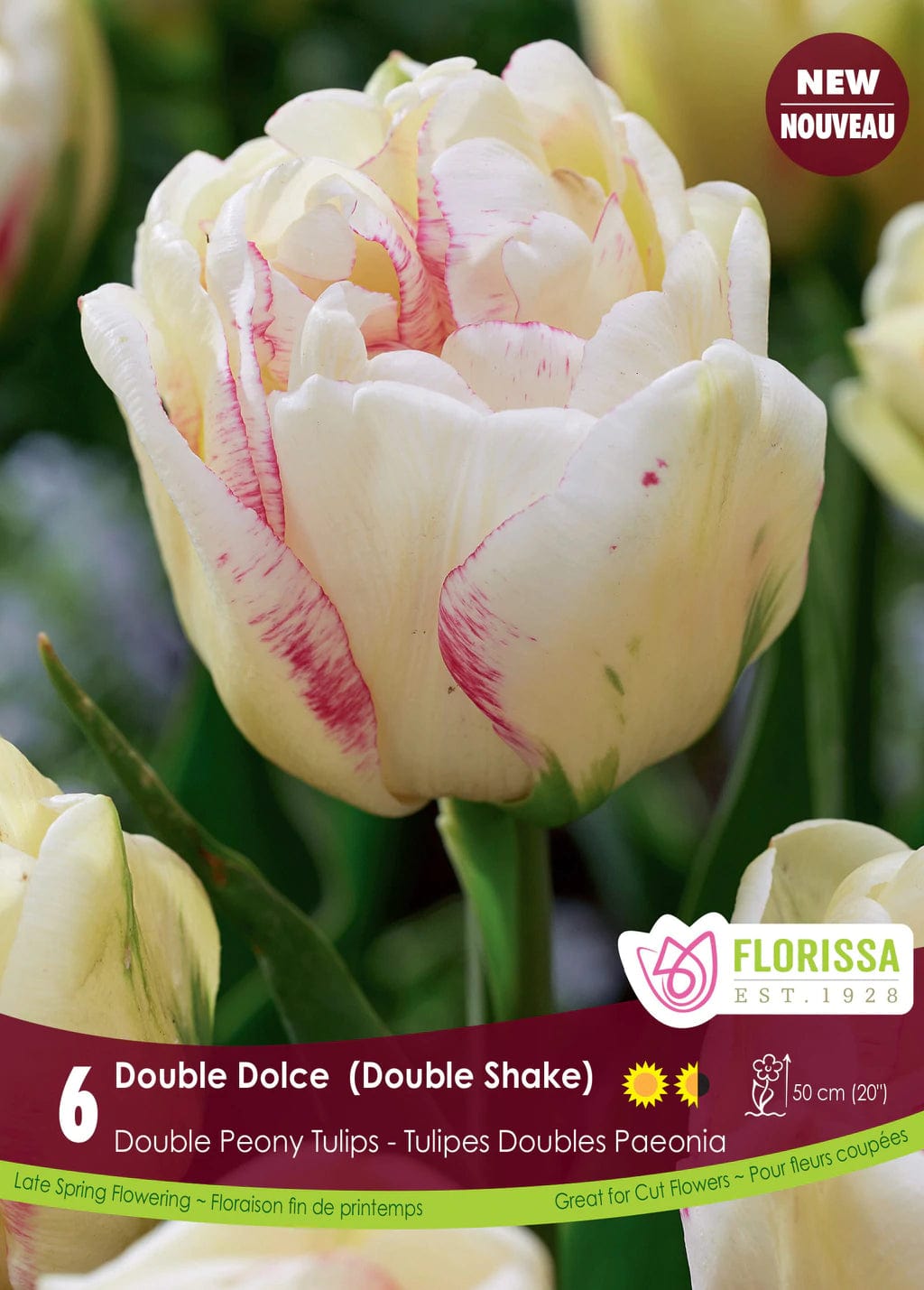 Tulip - Double Dolce, 6 Pack