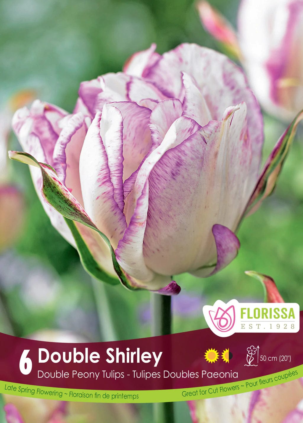 Tulip - Double Shirley, 6 Pack
