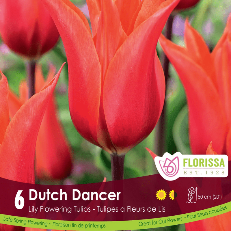 Tulip Dutch Dancer