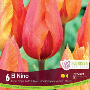 Giant Single Late Tulip El Nino 