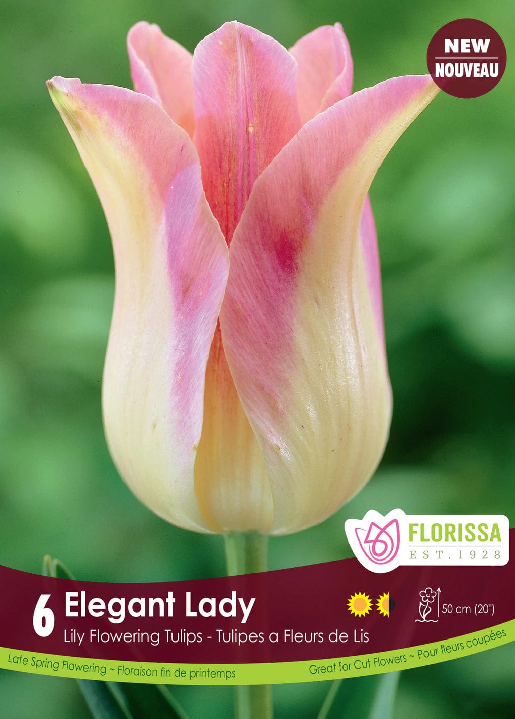 Tulip - Elegant Lady, 6 Pack
